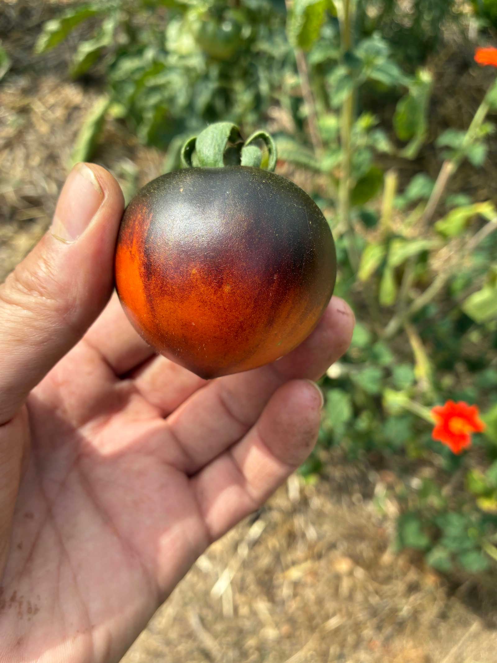 Tomate riche en anthocyanes issue de la sélection massale à Rohannec'h